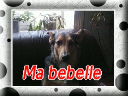 mon chien